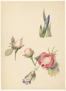 Üç gül ve bir iris ile çalışma sayfası by Albertus Steenbergen