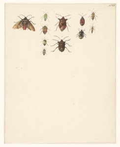 On bir farklı böceğin olduğu çalışma sayfası by Albertus Steenbergen