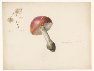 Mantarlı çalışma sayfası, Amanita Rubescens ve Marasmius Rotula by Albertus Steenbergen