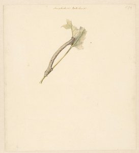 Tırtıllı çalışma sayfası, Amphidasis Betularia by Albertus Steenbergen