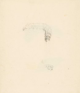 Tırtıllı çalışma sayfası, Lasiocampa Quireifolia by Albertus Steenbergen