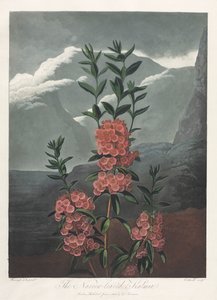 Flora Tapınağı veya Doğa Bahçesi: Dar Yapraklı Kalmia by Albrecht Altdorfer