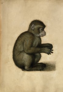 A.Dürer