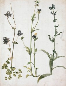 Columbines, Hercai Menekşe ve Öküz Dili, 16. yüzyılın ilk çeyreği.. by Albrecht Dürer