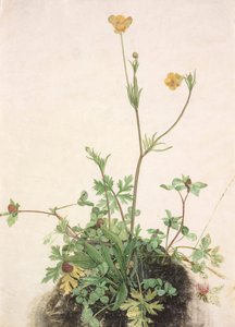 Düğünçiçekleri, Kızıl Yonca ve Muz, 1526. by Albrecht Dürer