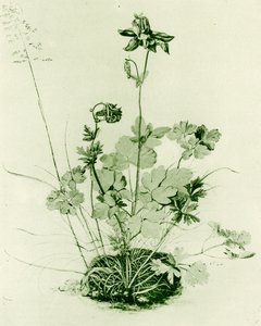 Kolombin by Albrecht Dürer