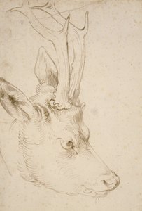 Bir Roebuck Başkanı, 1503 by Albrecht Dürer
