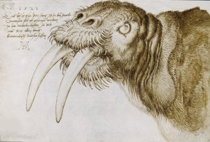 Bir Mors Başkanı, 1521. by Albrecht Dürer