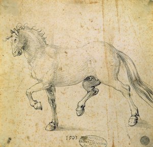 At, 1503 (kağıt üzerine kalem ve mürekkep) by Albrecht Dürer