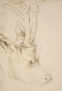 Karaca başı. 1503 civarında by Albrecht Dürer