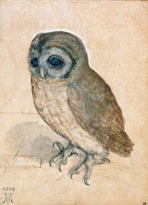 Küçük Baykuş, 1508. by Albrecht Dürer