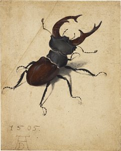  by Albrecht Dürer