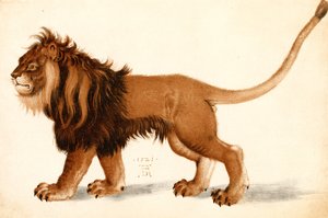 Aslan çalışması