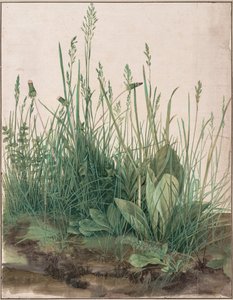 Büyük Çim Parçası, 1503 by Albrecht Dürer