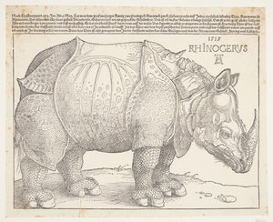gergedan by Albrecht Dürer