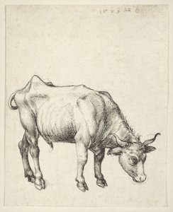 genç boğa by Albrecht Dürer