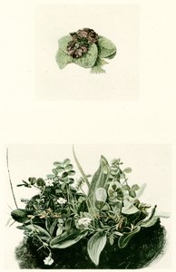 menekşeler by Albrecht Dürer