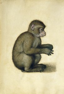Maymun (kağıt üzerine sulu boya ve guaj boya) by Albrecht Dürer