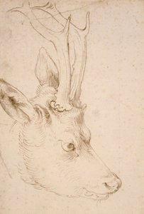 Tete de chevreuil erkek - Dessin de Albrecht Durer (1471-1528), vers 1503 - Bir Roebuck Başkanı - Kalem ve fırça, kağıt üzerinde gri ve kahverengi mürekkep, Albrecht Durer (1471-1528), ca1503 - 22,8x15,3 cm - Nelson-Atkins Sanat Müzesi, Kansas City, Missou by Albrecht Dürer