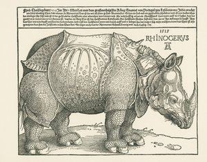 Gergedan by Albrecht Dürer or Duerer
