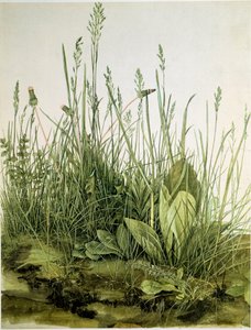 Yabani otlar ile kir Suluboya Albrecht Durer (1471-1528) 1503 Dim. 41x31,5 cm Grafik Sammlung Albertina by Albrecht Dürer