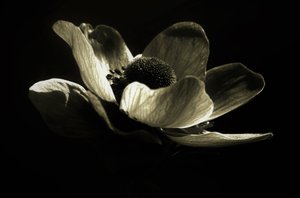 İsimsiz,2019,(fotoğraf) by Alex Caminker