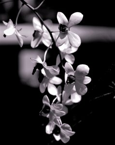 demet,2019,(fotoğraf) by Alex Caminker
