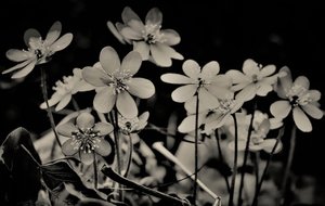 koro,2019,(fotoğraf) by Alex Caminker
