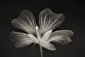 netlik,2019,(fotoğraf) by Alex Caminker