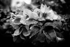 küme,2019,(fotoğraf) by Alex Caminker