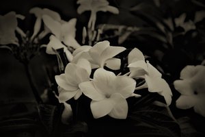 dekorasyonlar,2019,(fotoğraf) by Alex Caminker