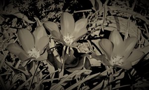 aile,2019,(fotoğraf) by Alex Caminker