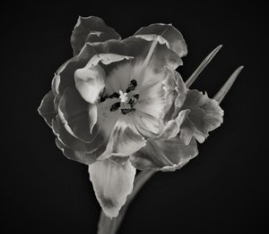 çiçeğin geometrisi,2019,(fotoğraf) by Alex Caminker