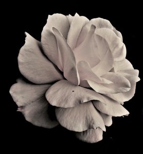 yaşayan geometri,2019,(fotoğraf) by Alex Caminker