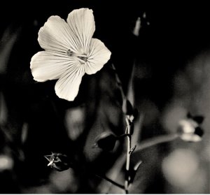 yaşayan yıldız,2019,(fotoğraf) by Alex Caminker