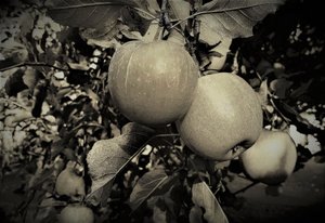 doğal nesneler,2019,(fotoğraf) by Alex Caminker