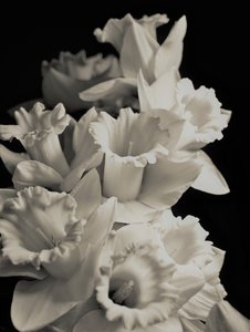 orkestra,2019,(fotoğraf) by Alex Caminker