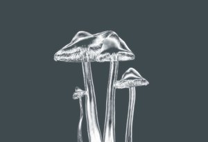 gümüş mashrooms,2019,(fotoğraf) by Alex Caminker