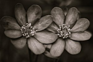 ikizler,2019,(fotoğraf) by Alex Caminker