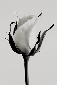 beyaz gül,2019,(fotoğraf) by Alex Caminker