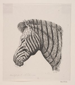 Bir Zebra Başkanı