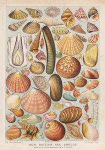 İngiliz deniz kabukları (chromolitho)
