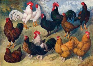 Kümes hayvanları ırkları, c1903 c1910 by Alexander Francis Lydon