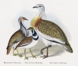 Macqueens Bustard, Küçük Toy, Büyük Bustard by Alexander Francis Lydon