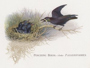 Tüneyen Kuşlar, Passeriformes Siparişi by Alexander Francis Lydon