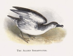 Müttefik Shearwater by Alexander Francis Lydon