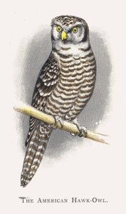 Amerikan Şahin Baykuşu by Alexander Francis Lydon