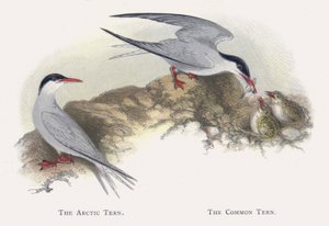Arktik Sumru, Ortak Sumru by Alexander Francis Lydon