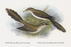Kara Gagalı Guguk Kuşu, Sarı Gagalı Guguk Kuşu by Alexander Francis Lydon