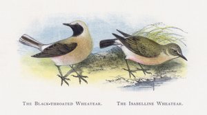 Kara boğazlı Wheatear, Isabelline Wheatear by Alexander Francis Lydon